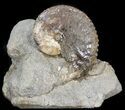 Discoscaphites Gulosus Ammonite - South Dakota #44034-1